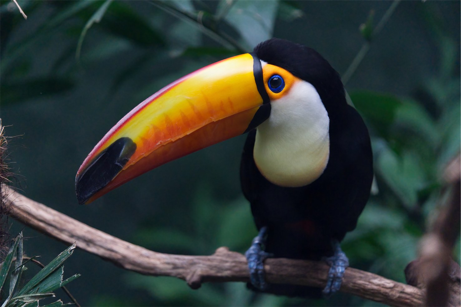 Toucan 3 0320